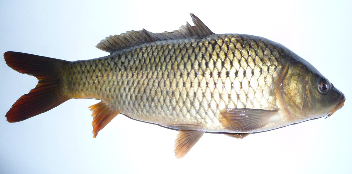 Karp